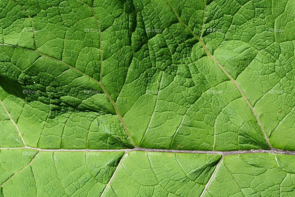 Green leaf texture close up 