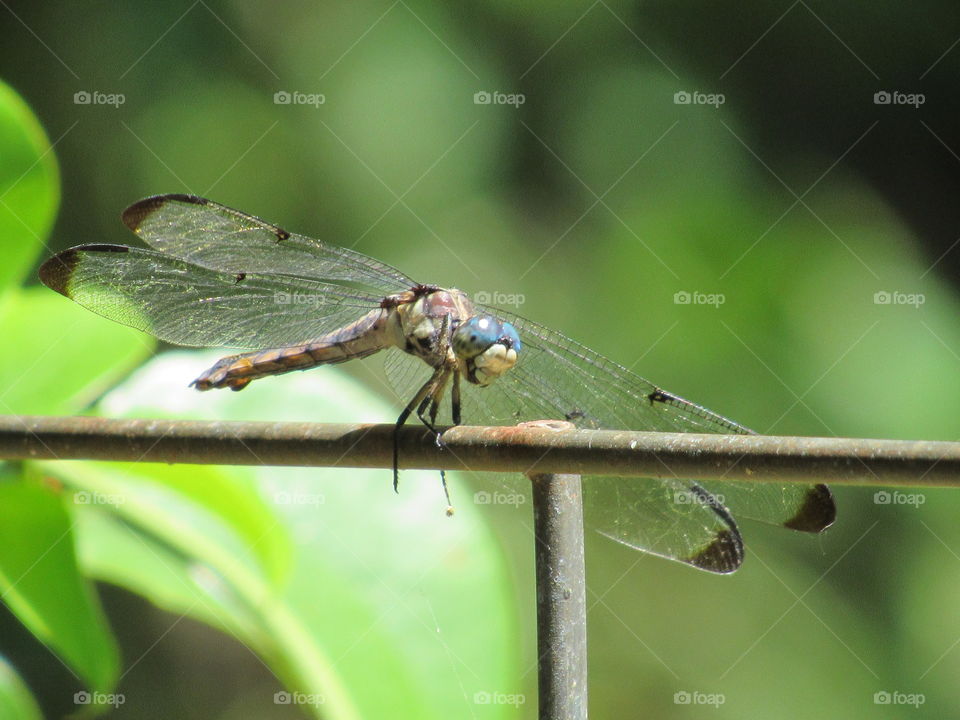 Dragonfly sitting on a wire fence
