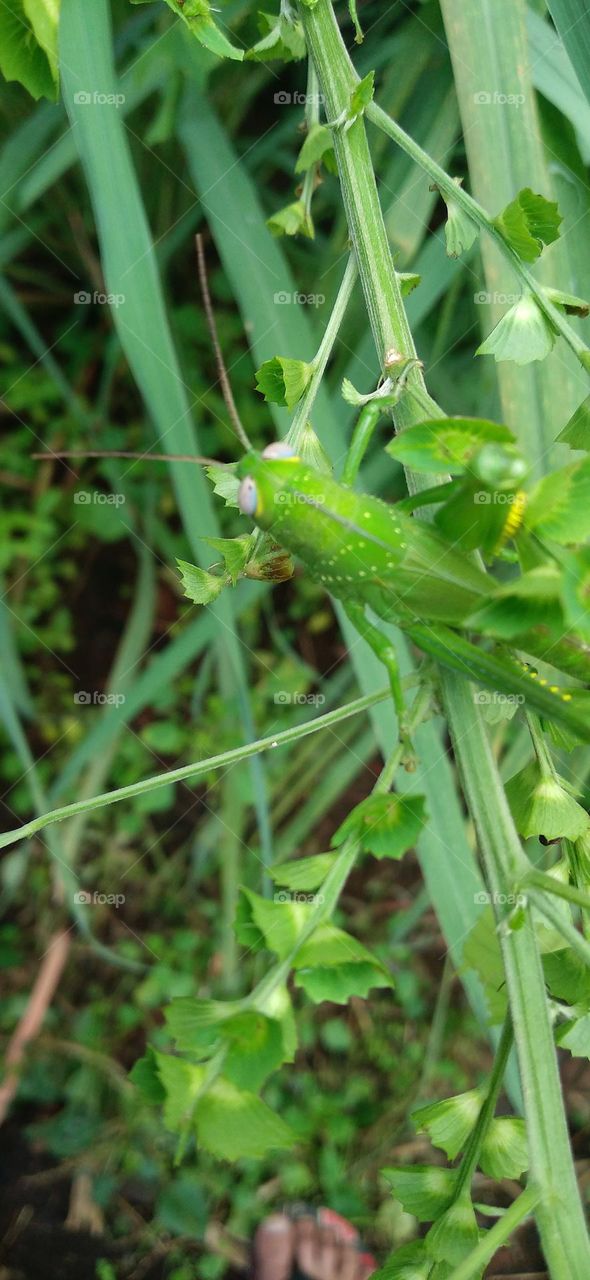 The green steamed locust is a species of steamed locust belonging to the genus Atractomorpha.