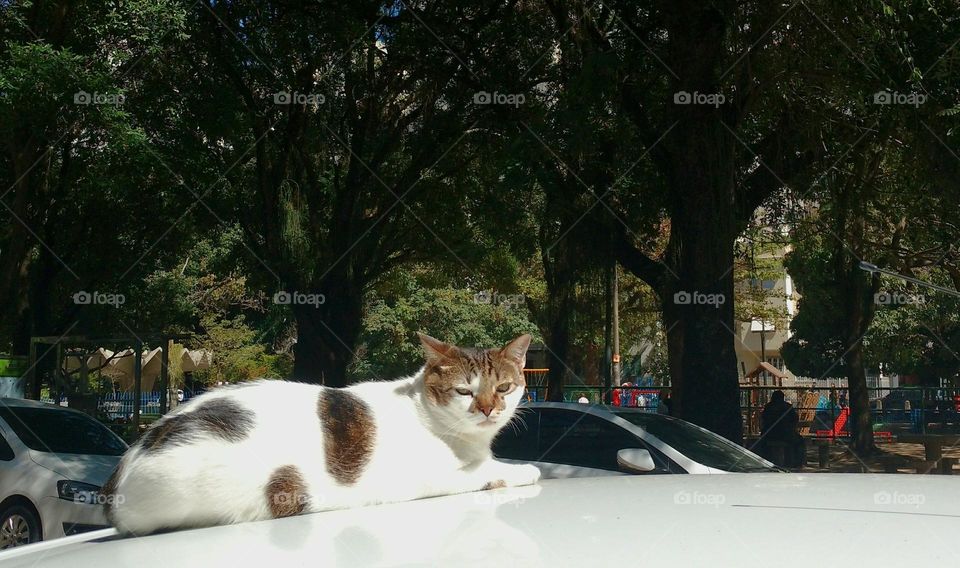 cat in Copacabana