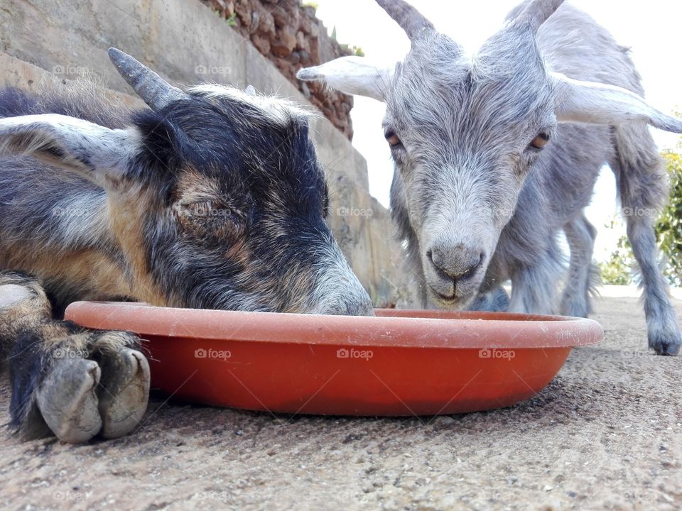 tasting the food