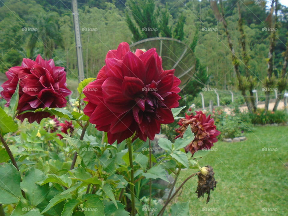 פרח אדום, גינה, דחליה אדומה, עלים.