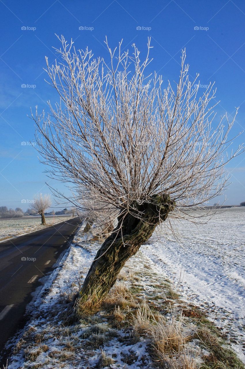 Willow in Winter