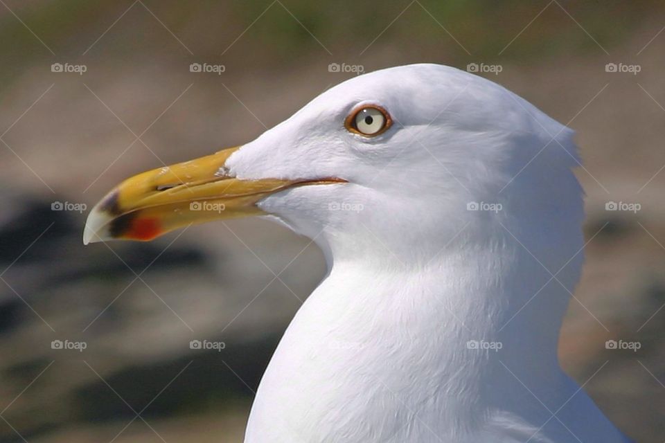 Stink eye gull