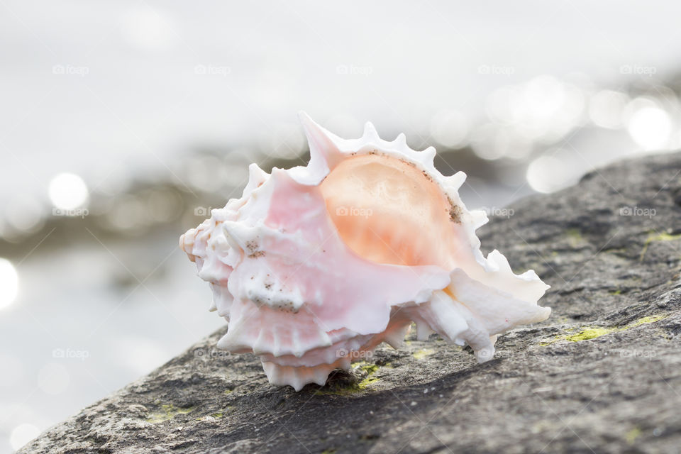 Close -up of conch shell on rock