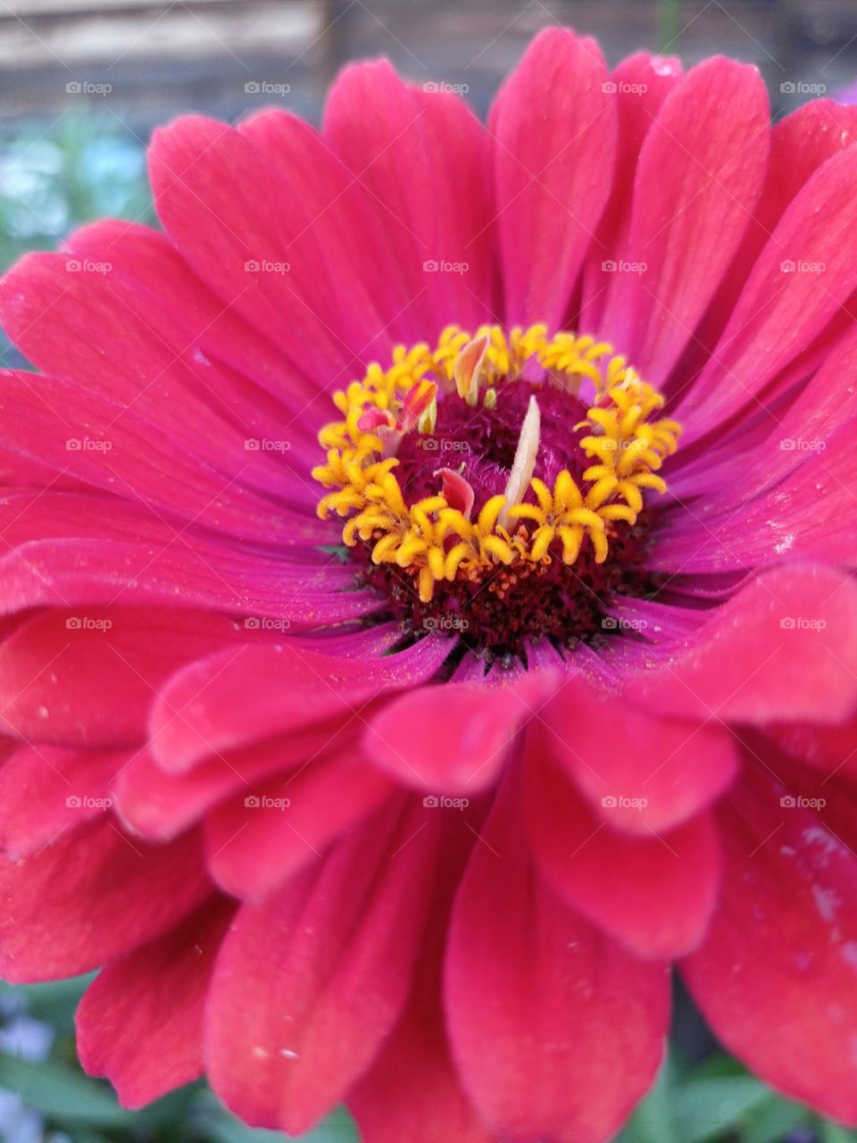 Bright red flower, close-up, red petals yellow middle, red and yellow, macro, flower, plant, petals, cynia, beautiful flower