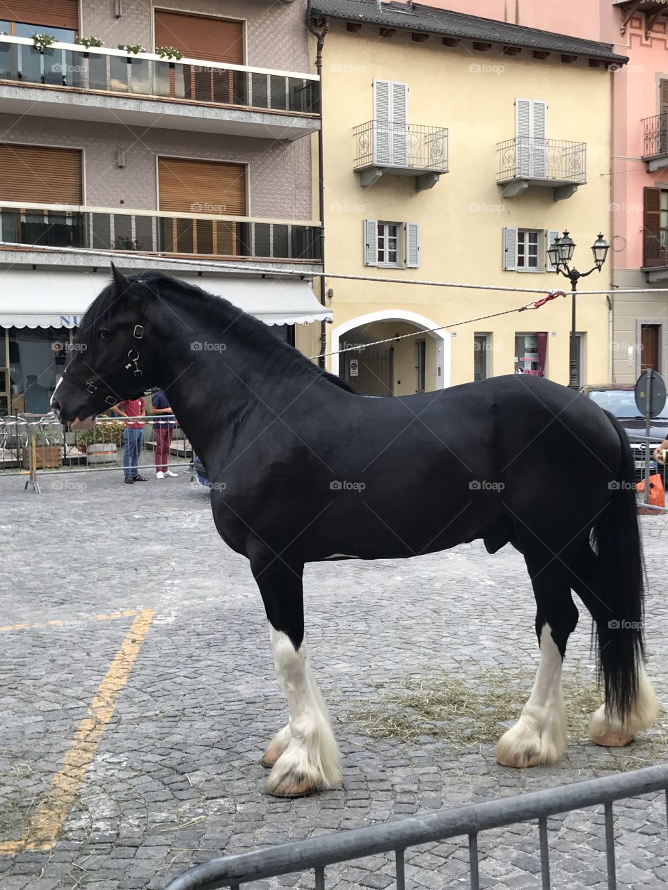 Black stallion 2