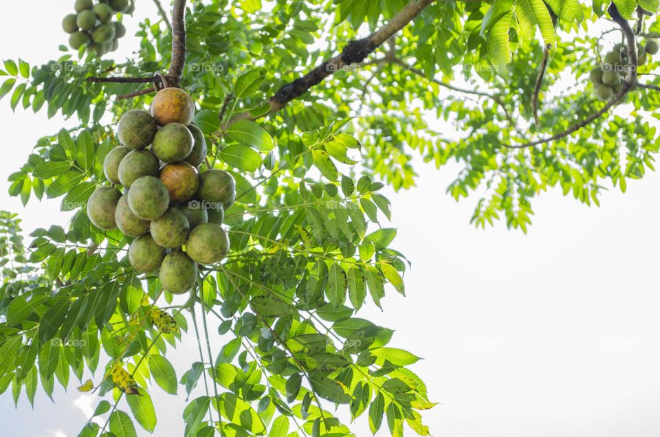 Ripe And Unripe June Plum On Tree