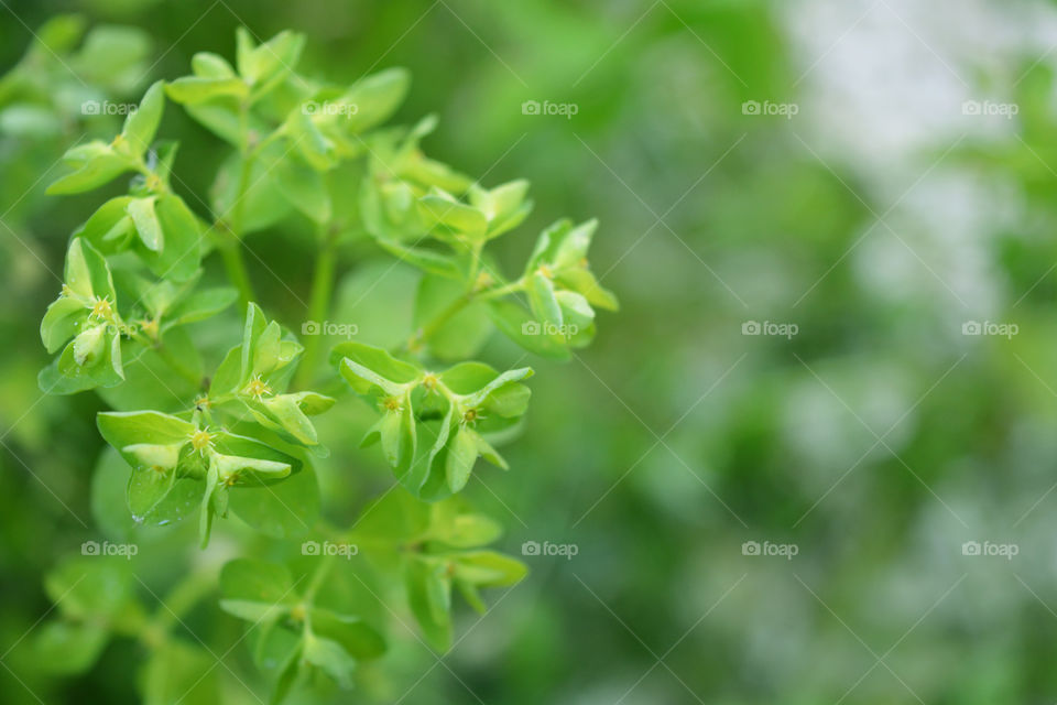 Green natural small plant trees background.