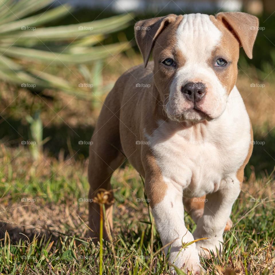 Cute puppy walking on the grass