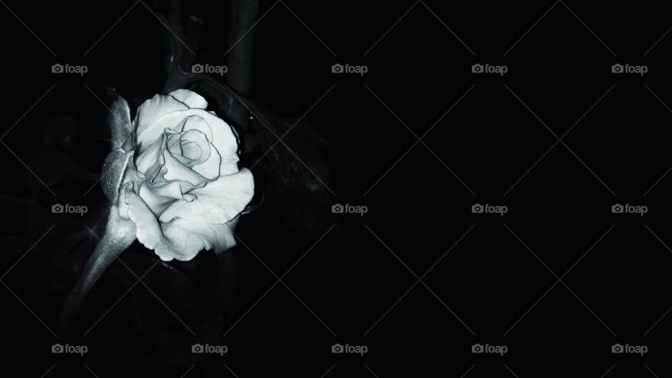 Black transformation.