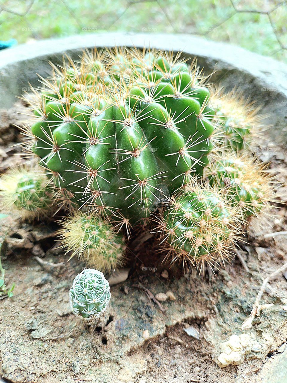 cactus bola de espinas