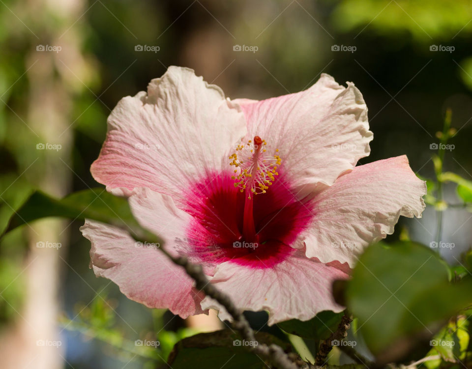 Pink Hibiscus in the sun