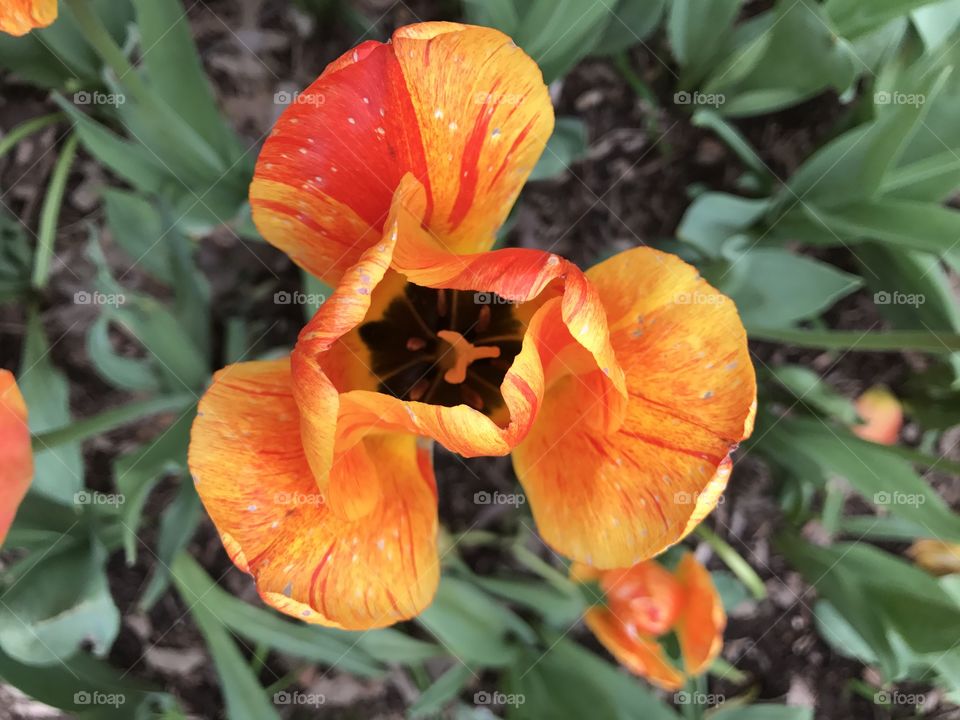 A blooming tulip in Washington Square Park in New York City 