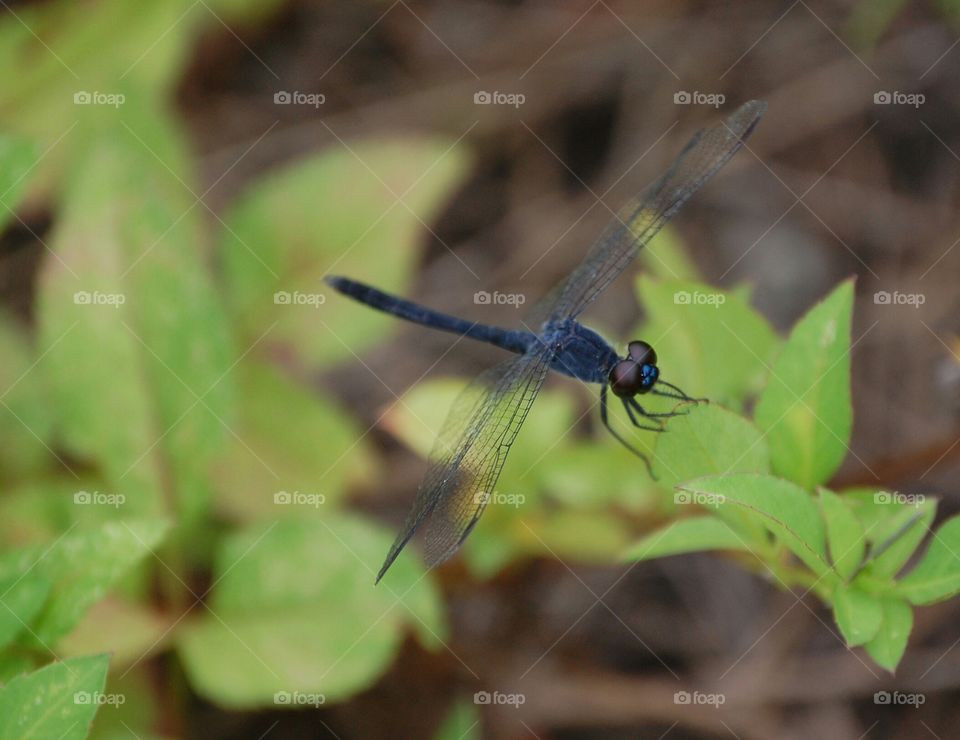 dragonfly