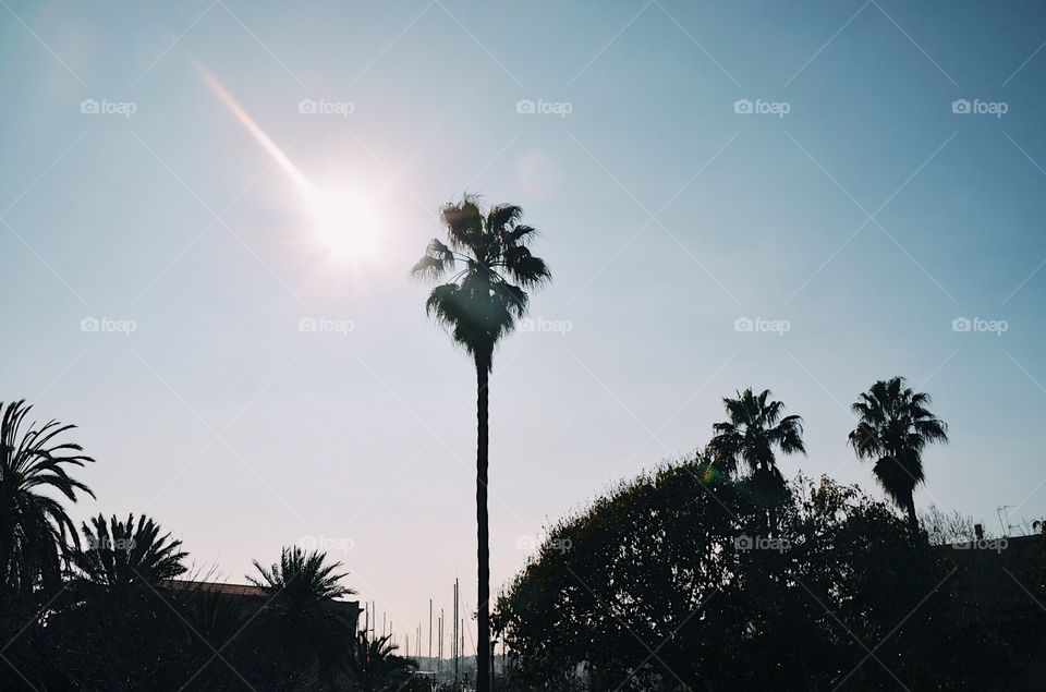 Palm tree in Palma