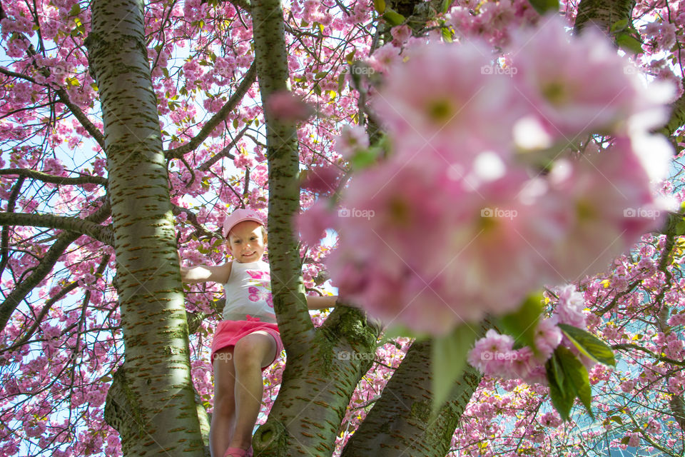 Young girl is climbing a cherry blossom tree in Malmö Sweden.