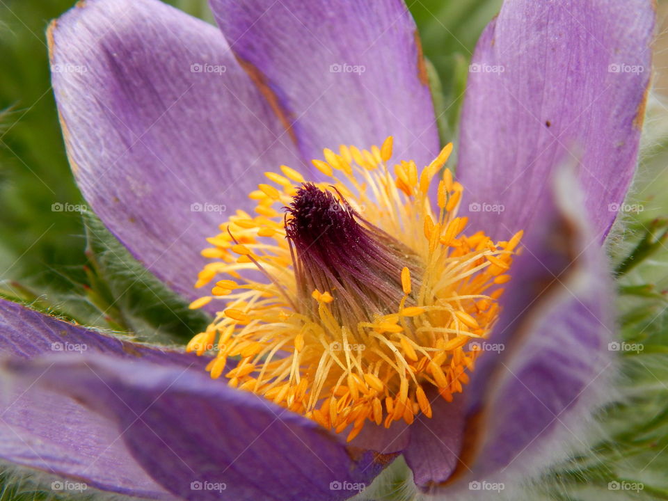 Purple flower in the garden