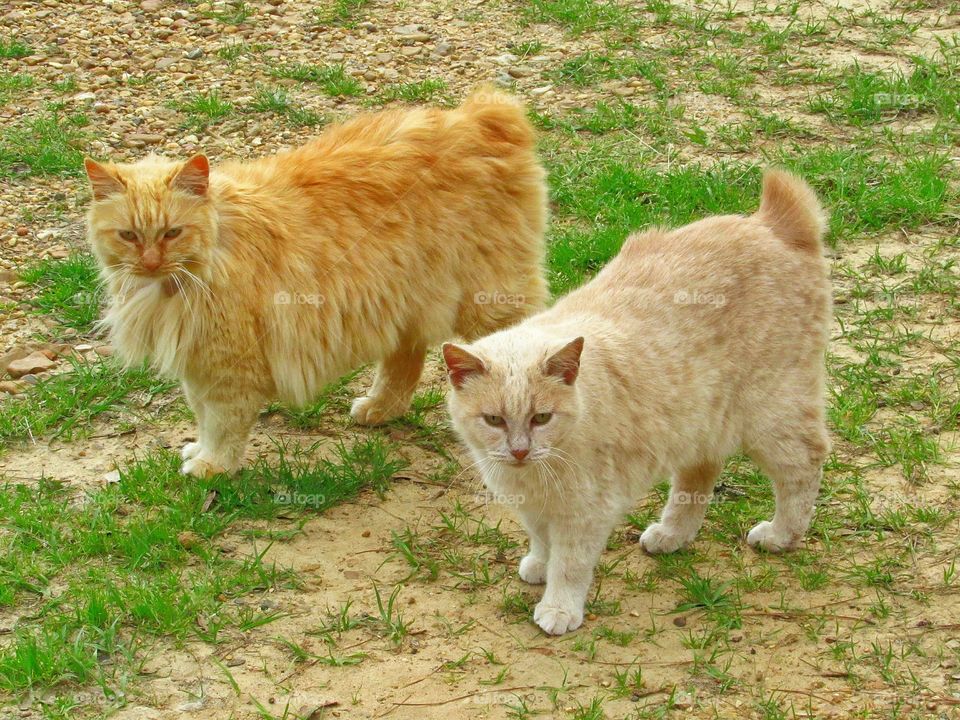 two orange tabby American bobtail manx cats outdoors