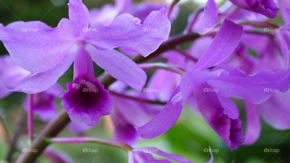 Bunch of beautiful soft shiny purple orchids against a green background 