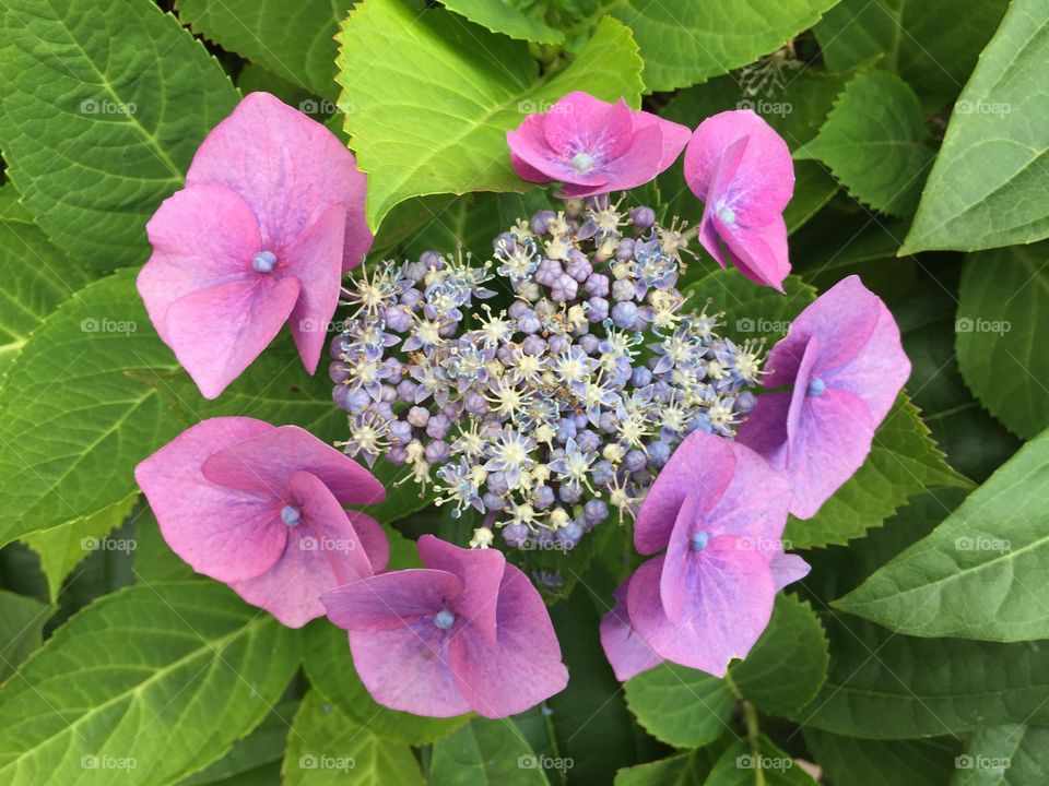 Tahitian flowers