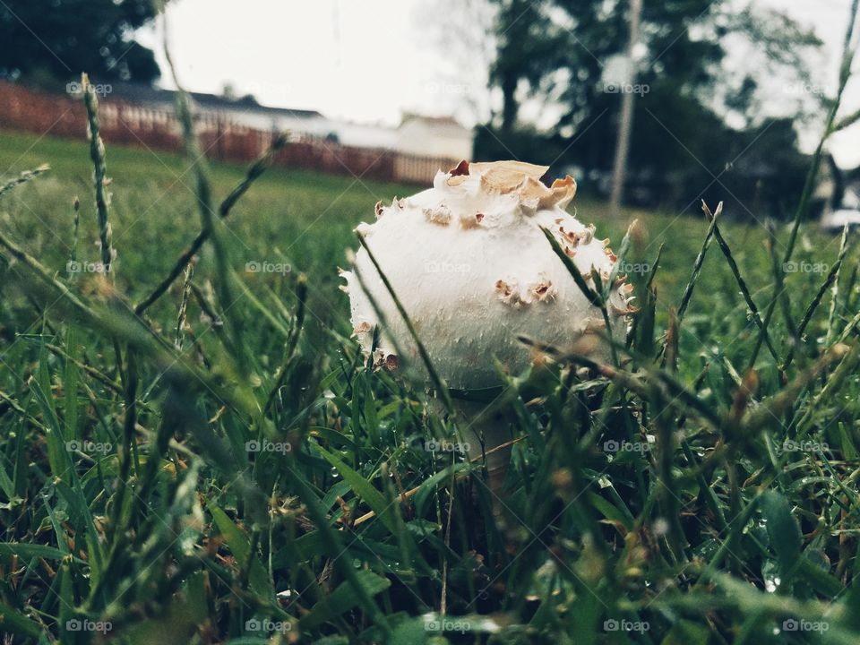 more mushroom pics