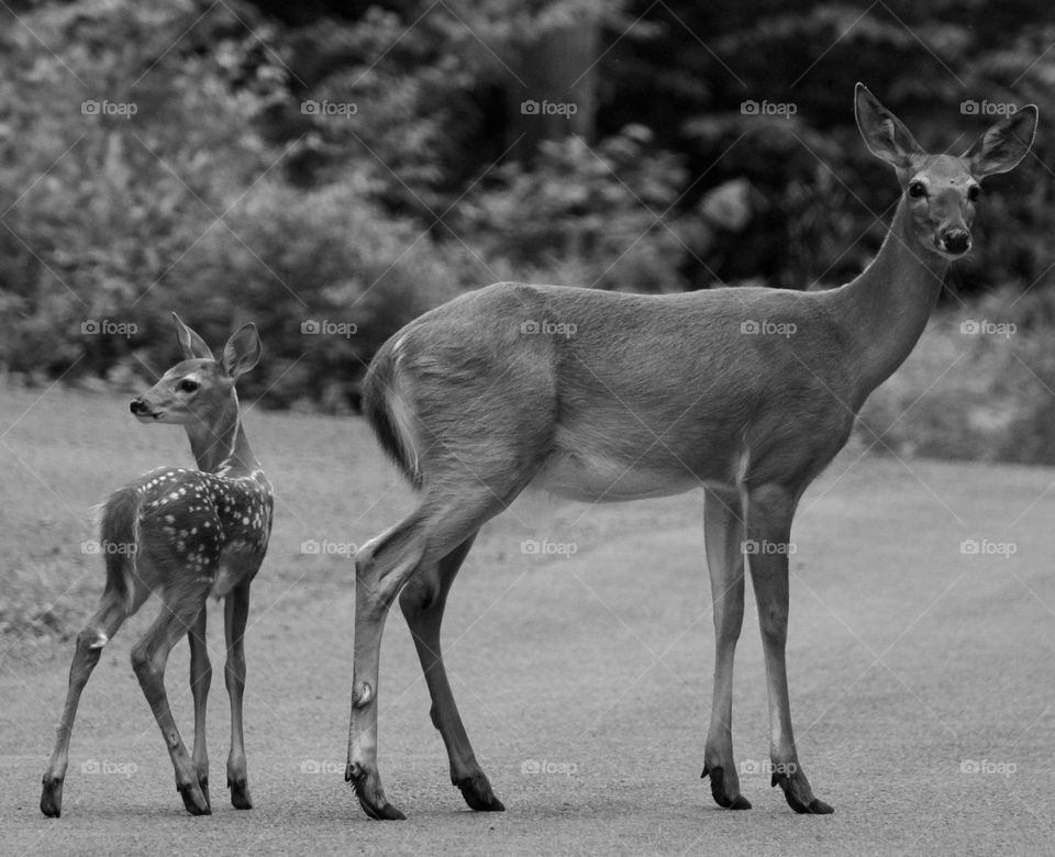 First Outings with Mom to guide; American Whitetail Black and White