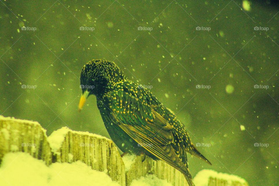 black and brown bird with yellow beak and white spots sitting on a snow covered fence in the middle of a snowstorm while snow continues to fall