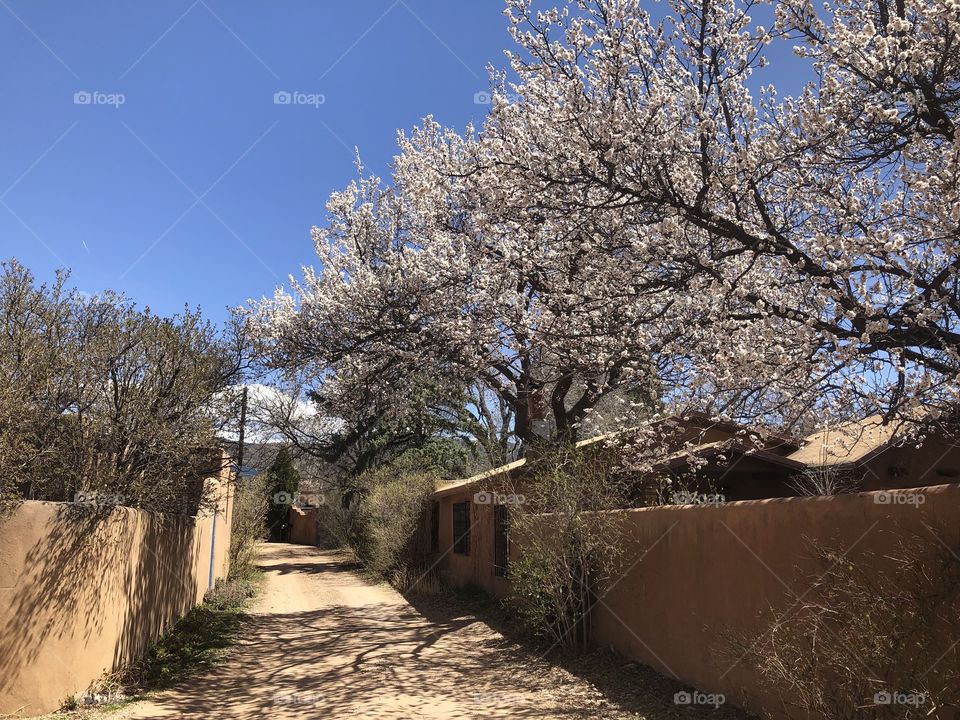 Spring in Santa Fe 