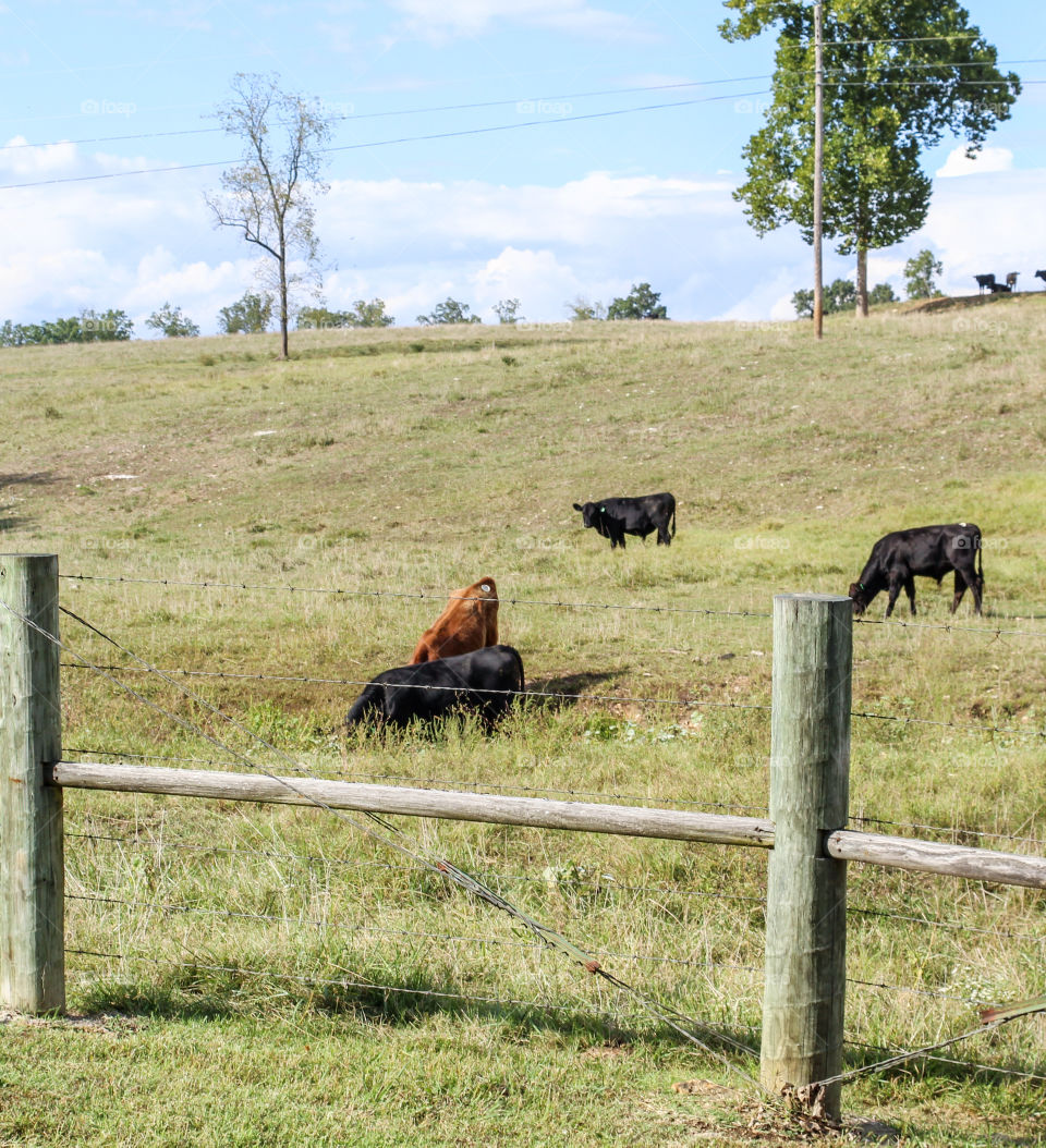 Cows grazing in a pasture on a cattle farm. 