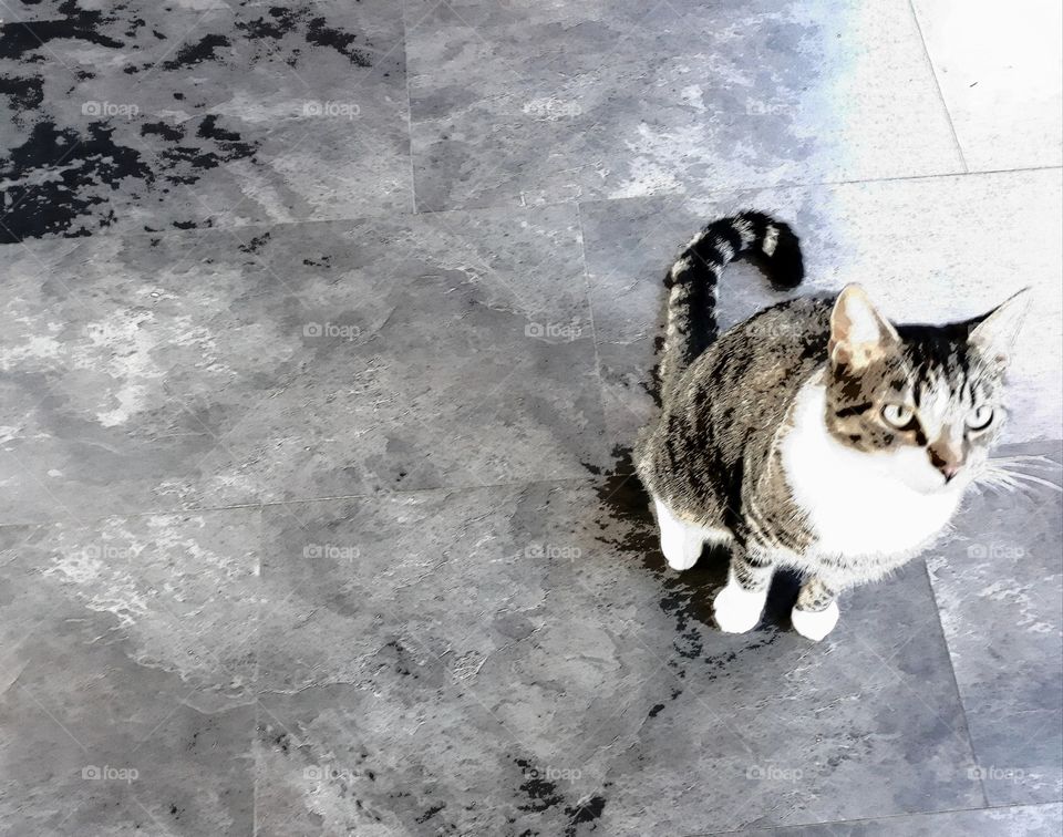 Tiger our house cat..