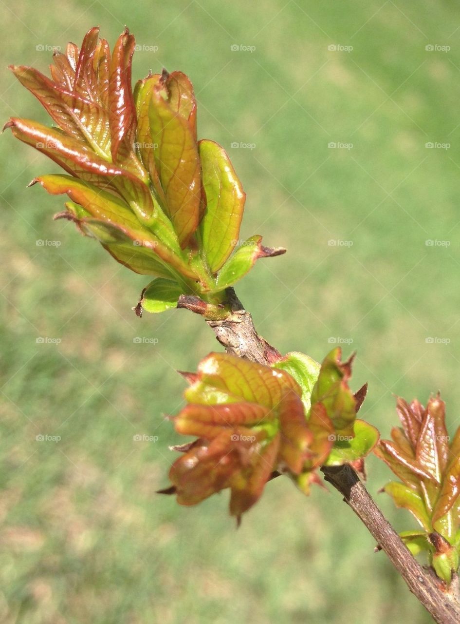 Crepe Myrtle is bloom