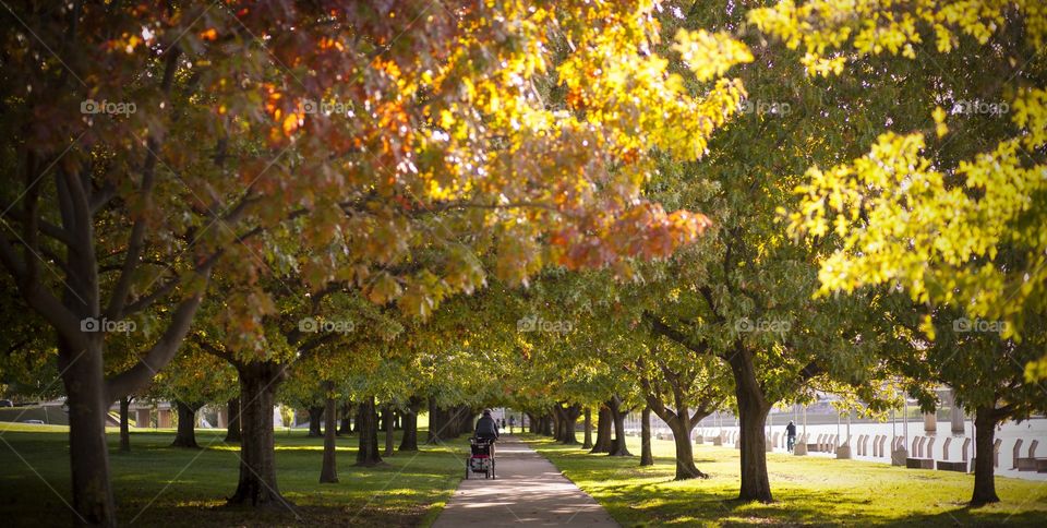 pathway with parallel trees at the park. Fall. Autumn foliage