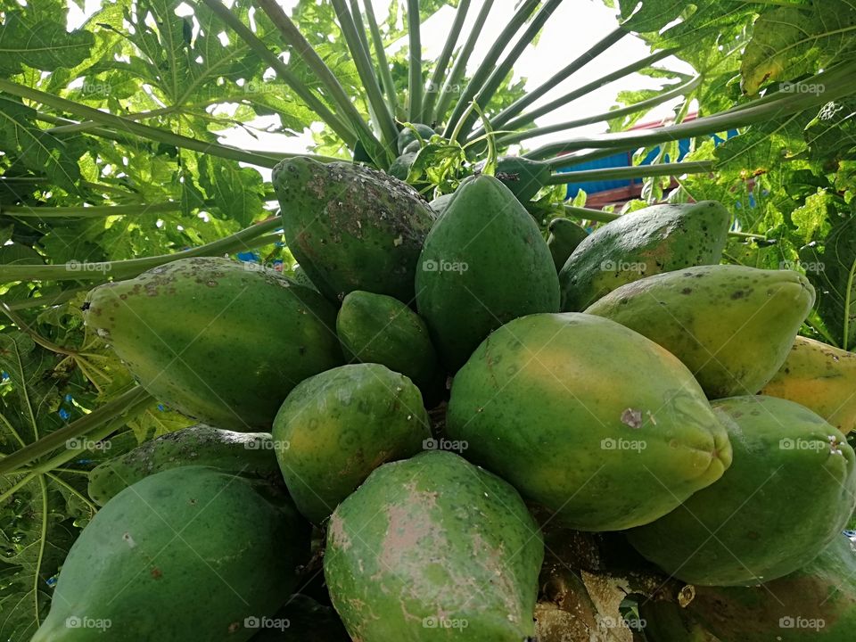 Lechoza o Papaya una fruta tropical que se da en zonas de calor árbol con frutos naturales