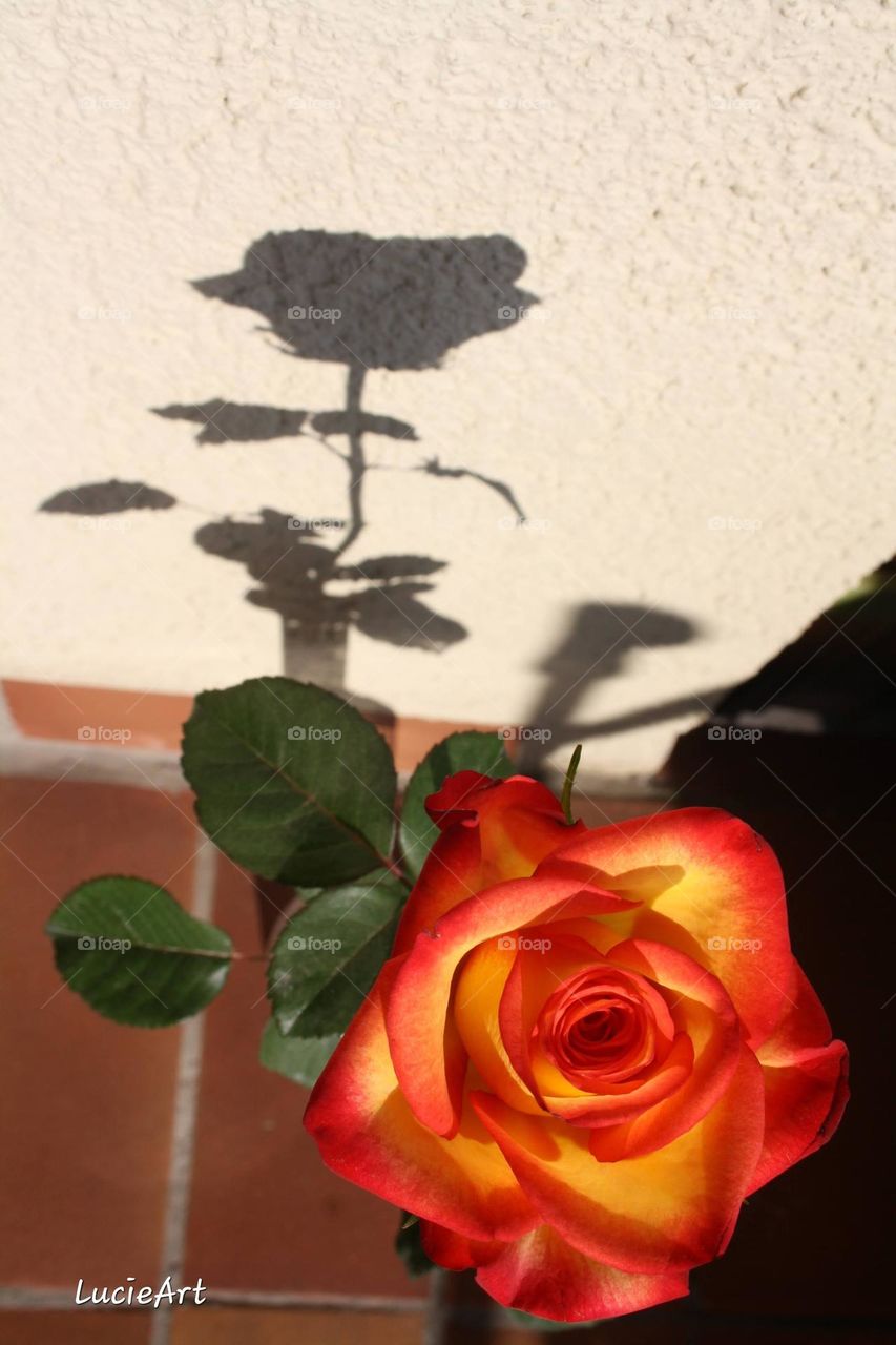 rose with shaddow