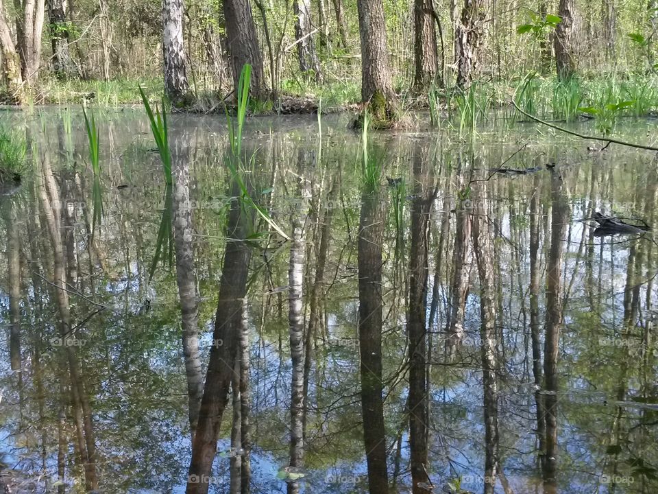 National Park in Poland. Reflection in water