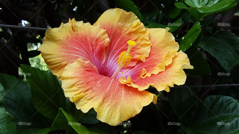 Beautiful Hibiscus