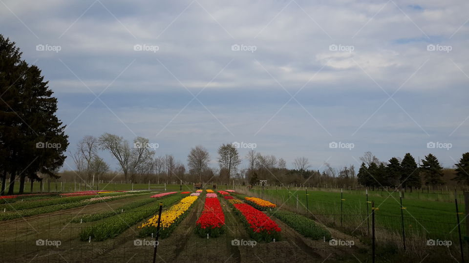 Tulip fields. Tulip fields