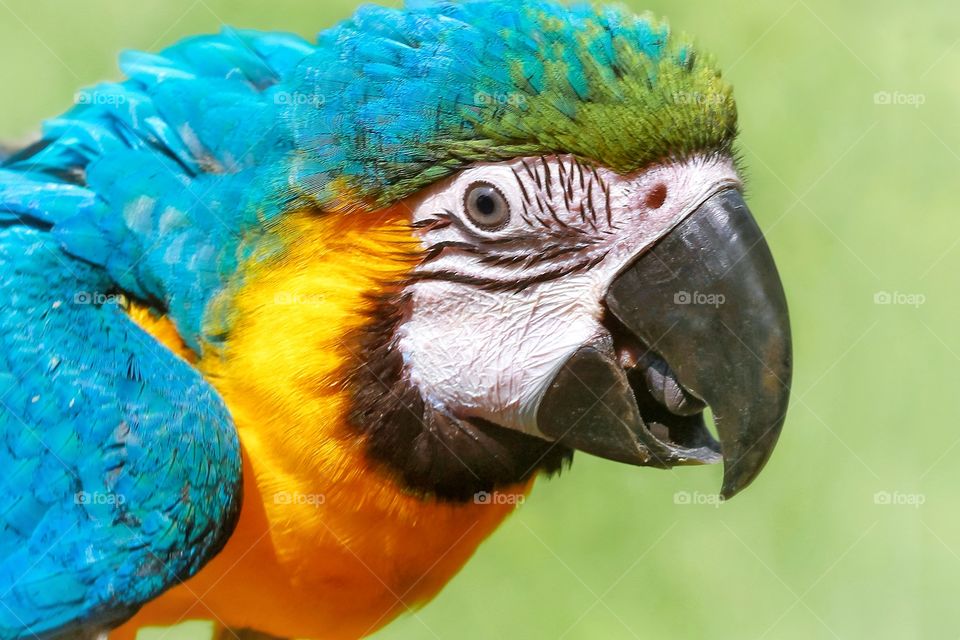 blue and yellow macaw