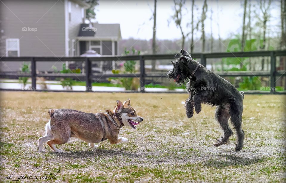 At the dog park we meet several new friends, young and old, all colors and sizes.