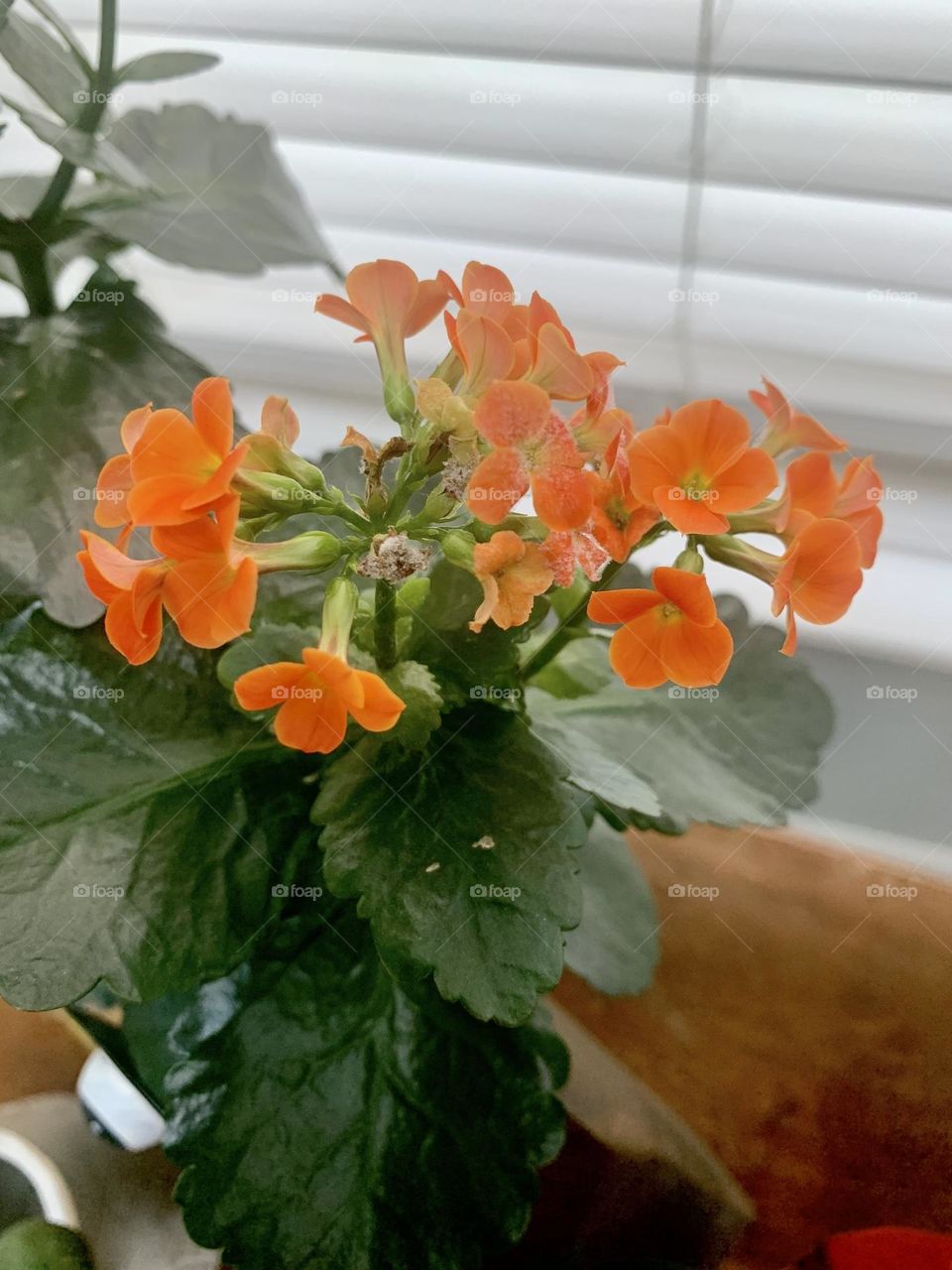 Orange flowers 