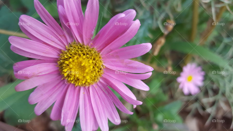 my butterfly flower garden