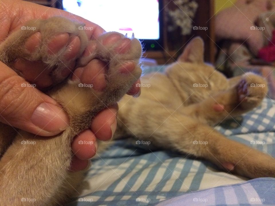 Not even tickling newton's toes is enough to wake him up.