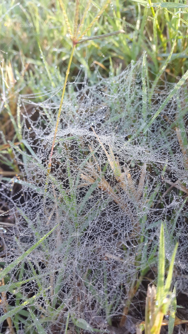 Morning dew caught on the intricate spiders web glistening in the morning sun