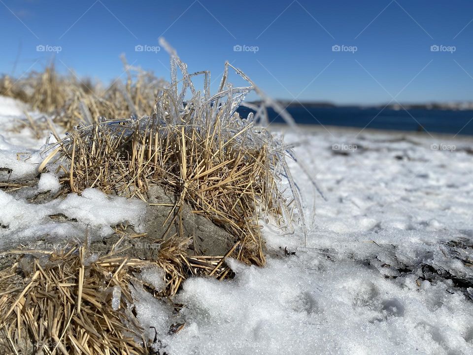  Iced beach grass winter