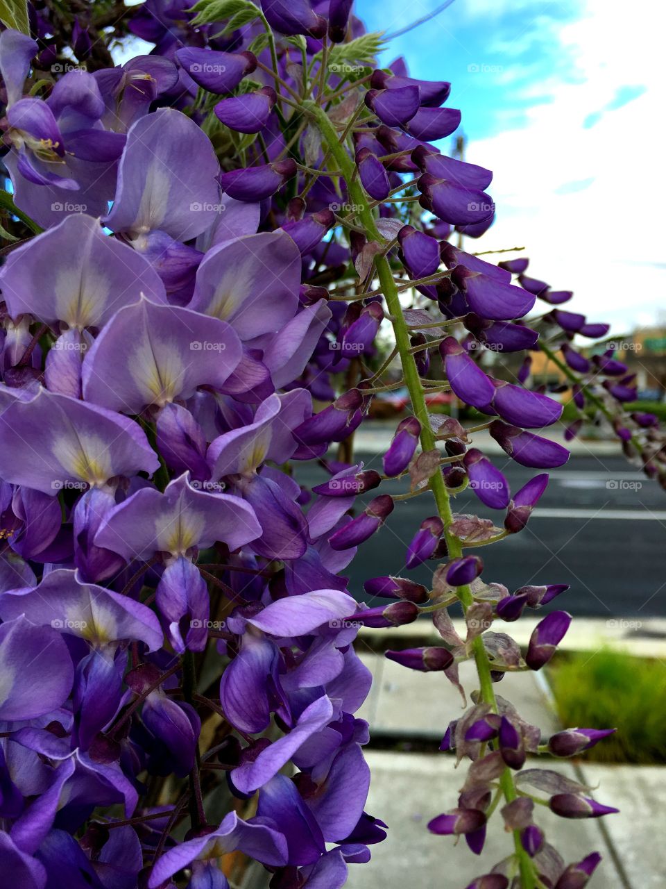 Wisteria