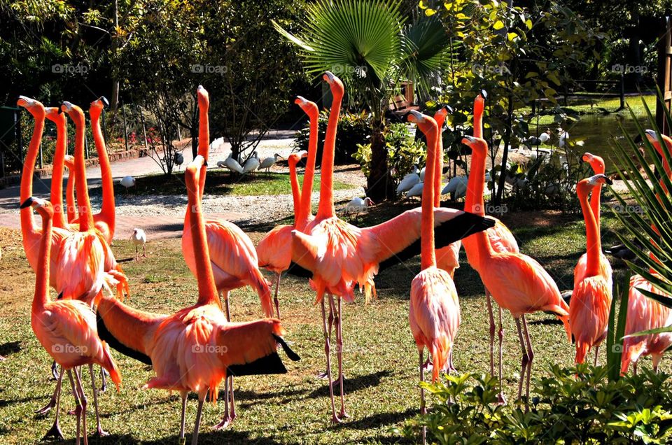 Flamingos