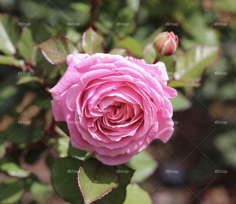 Pink rose 