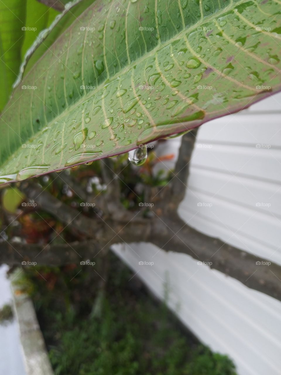 Fresh rain collecting and dripping from leaves.