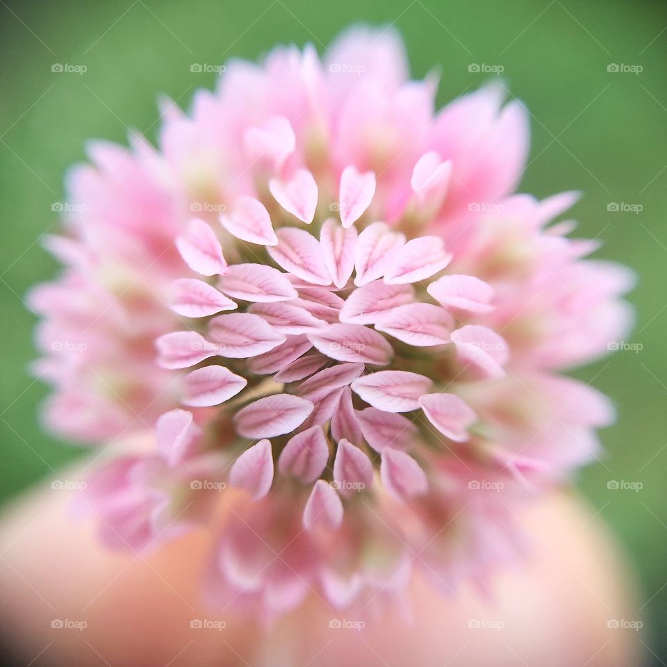 Pink Clover Flower